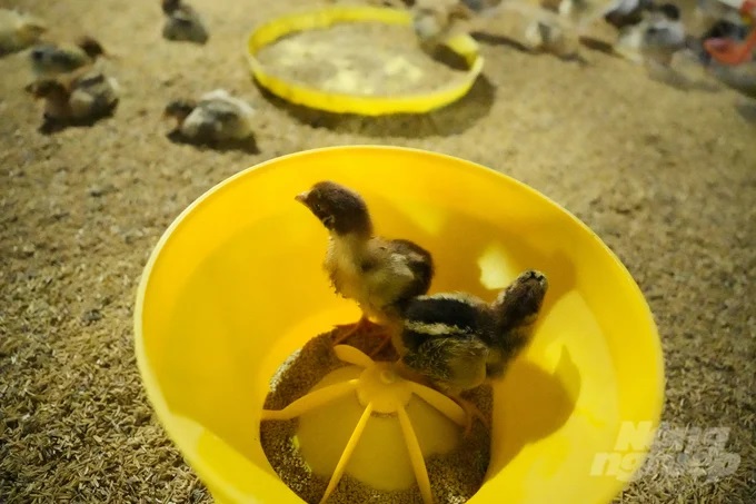 Đây là mô hình nuôi gà lông màu, bao gồm nhiều giống như tam hoàng, Lương phượng. Ảnh: Hồng Thủy.