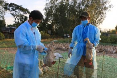 Cúm gia cầm: Nguy cơ xâm nhập vào Việt Nam, lây nhiễm sang người