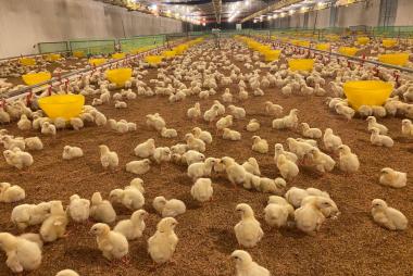 Chăn nuôi gà an toàn sinh học - Bí quyết giúp gà khỏe mạnh, tăng trưởng tốt