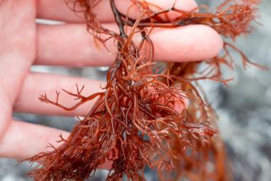 Cách cắt tảo đỏ trong ao tôm hiệu quả nhanh chóng