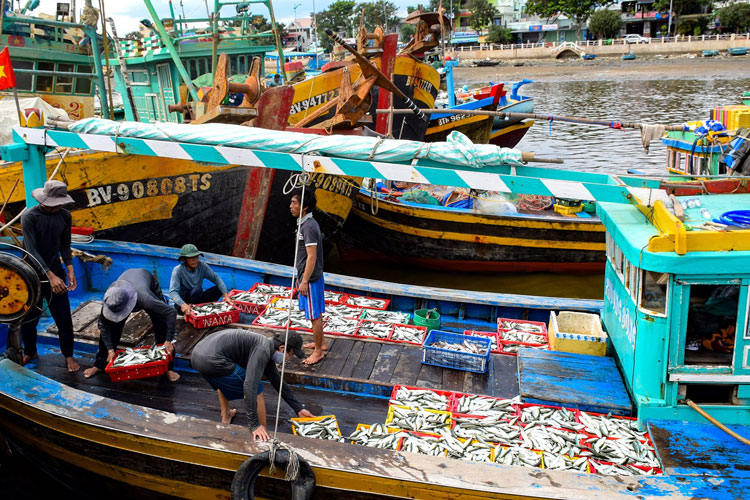 Nguồn lợi thủy sản của Bình Thuận đang suy giảm rất nhanh. Ảnh: ST
