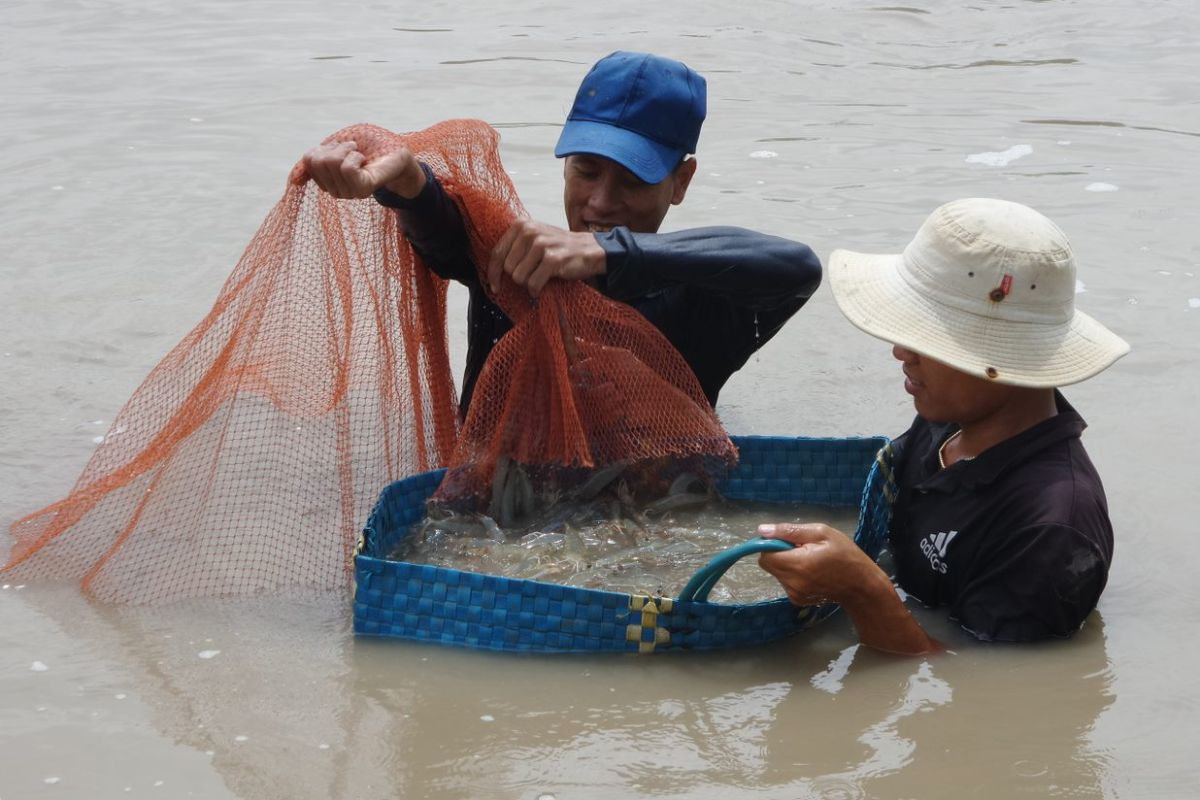 Phương pháp nuôi tôm ở Việt Nam thường có quy mô nhỏ