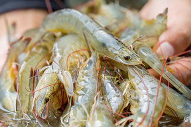 Infographic: Xuất khẩu tôm Việt Nam, T1-T10/2025