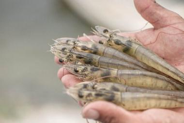 Ecuador – Hành trình chinh phục thị trường tôm thế giới và bài học cho tôm Việt Nam