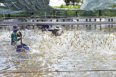 Xuất khẩu tôm trong tháng 10/2025 đạt cao nhất kể từ đầu năm