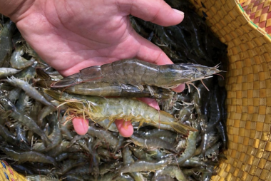 Ứng dụng tiến bộ kỹ thuật phát triển nuôi tôm nước lợ bền vững vùng ĐBSCL