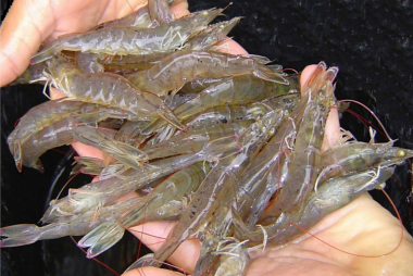 Biến động thị trường tôm toàn cầu: Thuế quan Mỹ tạo áp lực, giá cả phân hóa rõ rệt