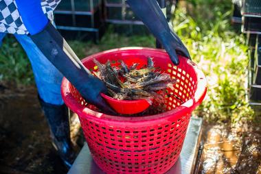 Giá tôm thẻ Ecuador khó giảm trong ngắn hạn