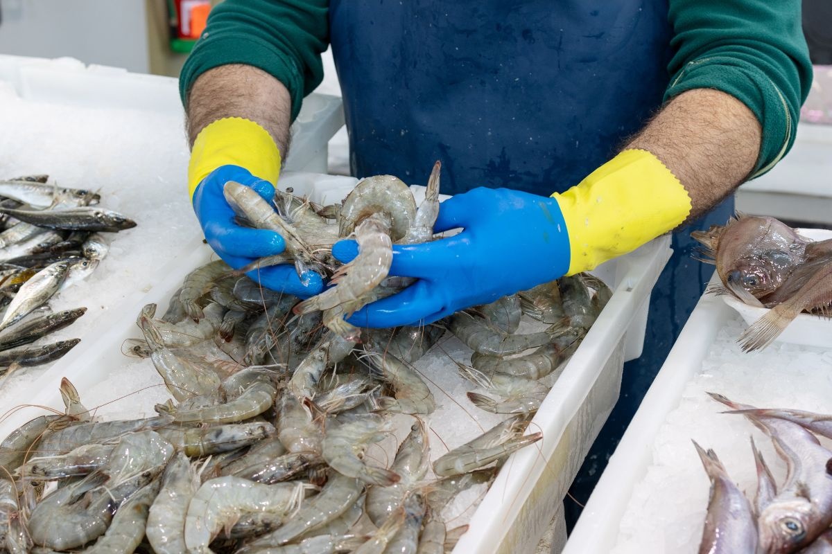 Thuế đối ứng tại Mỹ: Cá tra Việt hưởng lợi, tôm đối mặt thách thức lớn