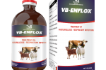 VB-ENFLOX