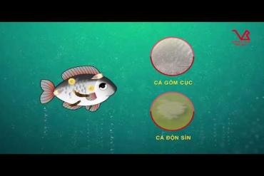 VB-12 PRO: STRENGTHENING BLOOD CREATIVE - SUPPORTING WHITENING AND WHITENING TREATMENT  