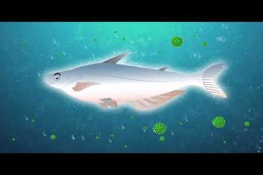 BIO POND PRO - NEW SOLUTION TO TREAT THE WATER SOURCE ELEMENTS