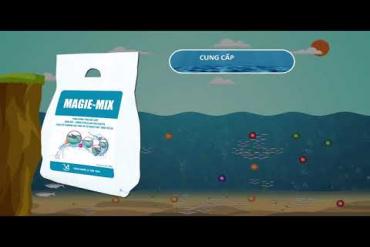 MAGIE MIX _ INCREASE EXCHANGE, REDUCE, ANTI-STRESS WHEN TRANSPORTING
