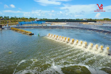 APPLICATION OF BIOTECHNOLOGY AND PHARMACEUTICALS IN SHRIMP LIVING FOR MULTIPLE SHARES - VIBO CO., LTD