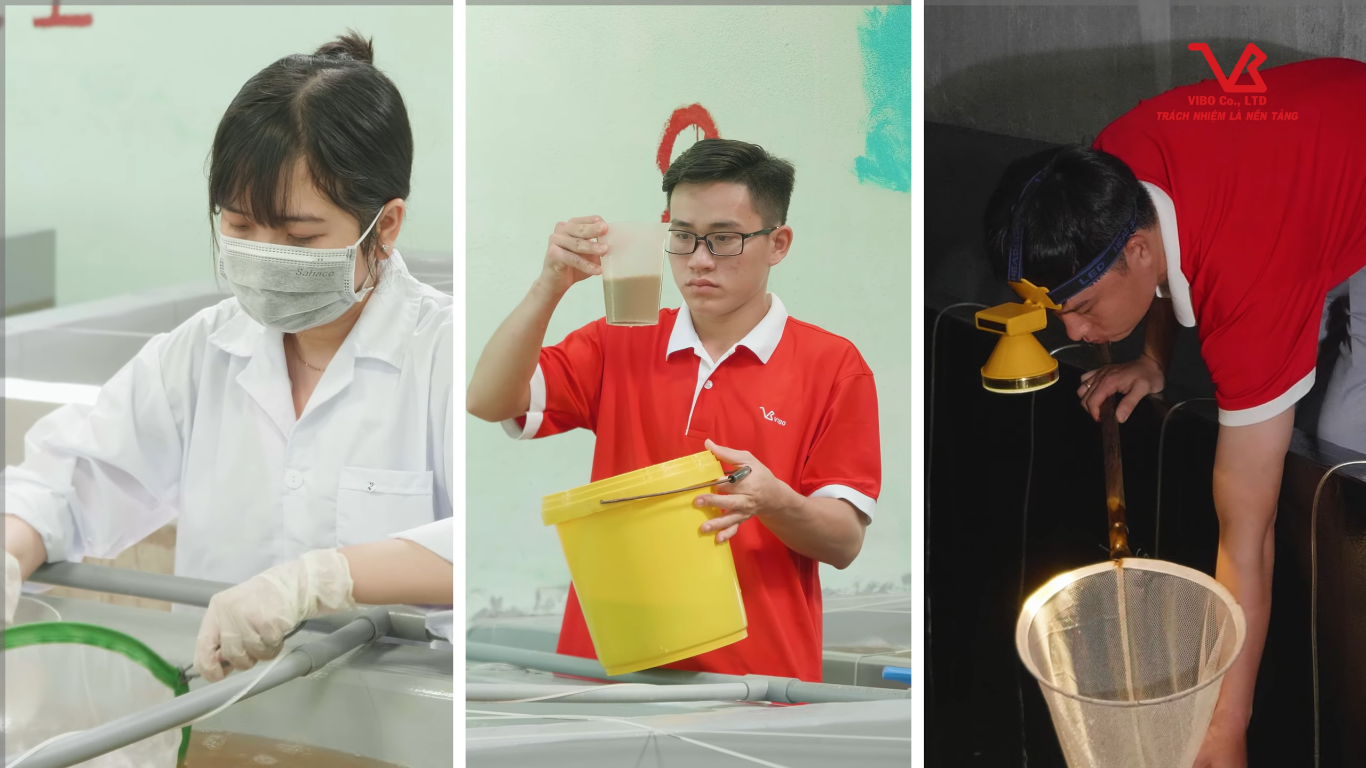 VIBO Shrimp Postlarvae (VIBO Shrimp Seed)