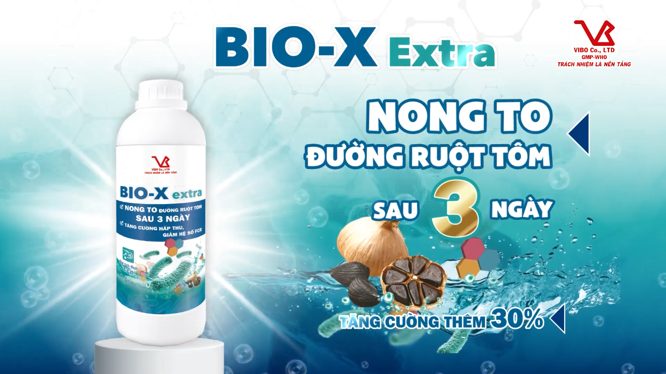 BIO-X EXTRA - NONG TO ĐƯỜNG RUỘT TÔM SAU 3 NGÀY - GIẢI PHÁP TOÀN DIỆN CHO ĐƯỜNG TIÊU HOÁ TÔM NUÔI