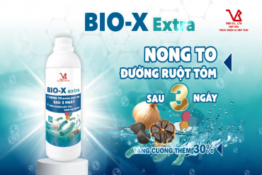 BIO-X EXTRA - NONG TO ĐƯỜNG RUỘT TÔM SAU 3 NGÀY - GIẢI PHÁP TOÀN DIỆN CHO ĐƯỜNG TIÊU HOÁ TÔM NUÔI