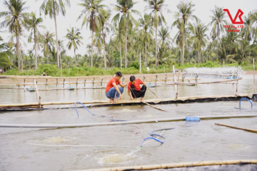 VIBO’s Nursery-Pond Shrimp Farming Model