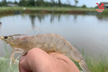 VIBO’s EHP Prevention Duo for Shrimp