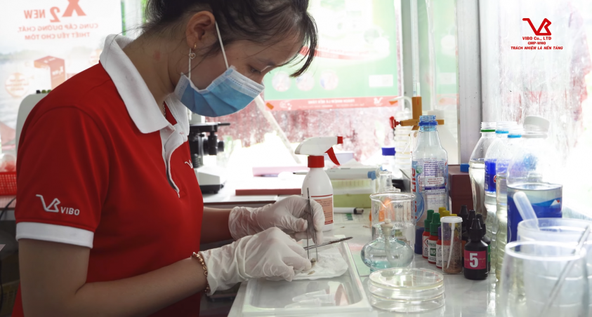 THÔNG TIN MỚI VỀ ĐỘC LỰC VÀ TÍNH KHÁNG THUỐC CỦA VI KHUẨN VIBRIO GÂY BỆNH TRÊN TÔM