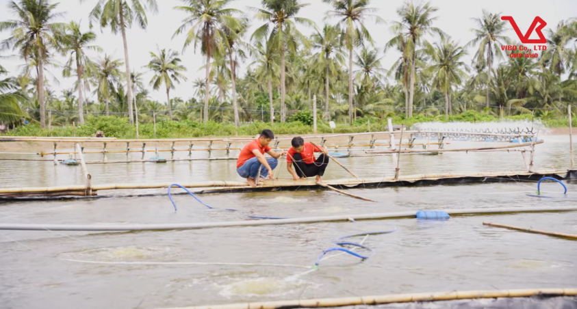 MÔ HÌNH NUÔI TÔM TRONG AO VÈO VIBO